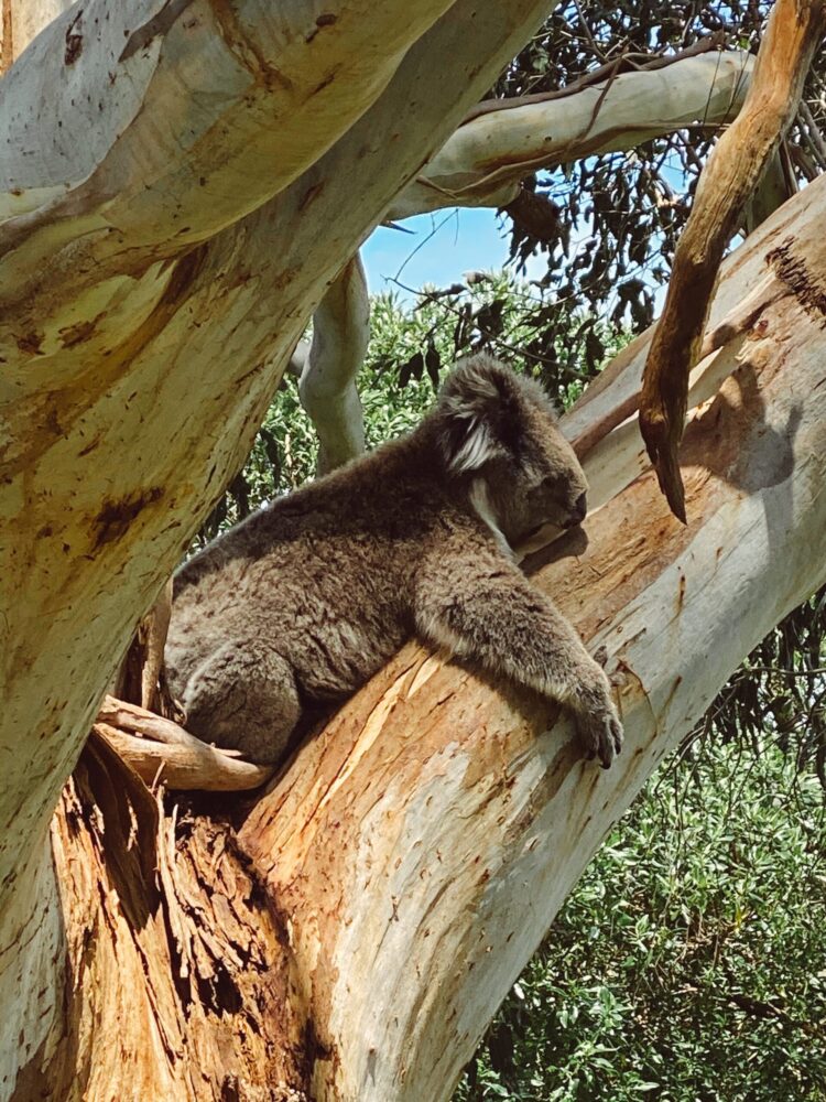 International Holiday Traditions: Australia